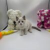 Bond - Ragdoll male 2 months old