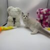 Bonya - Ragdoll female 2 months old