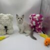 Bonya - Ragdoll female 2 months old