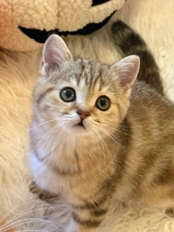 Gucci - British Shorthair male 2.5 months old