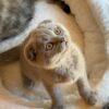 Blaze - Scottish Fold Lilac Blue 2.5 months old