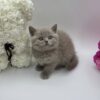 Oliver - British Shorthair Lilac Blue male 2 months old