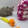 Charlie British shorthair lilac blue male 2 months old