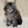 Sara - Maine Coon Tabby female 2 months old