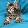 Sisi Maine coon tabby female 2 months old