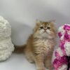 British Longhair Kitten Dior