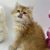 British Longhair Kitten Dior