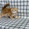 Bruno - Scottish Fold Gold Male 2 month old