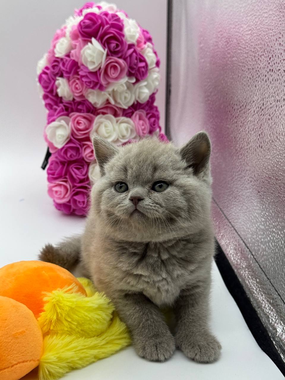 Max - British Shorthair Lilac Blue male 2 months old