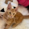 Bond – Maine Coon Red Marble male 3 months old