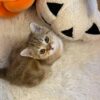 Leon – British Shorthair Gold Marble 2.5 months old male