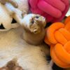 Ray – Scottish Fold Gold male 2.5 months old