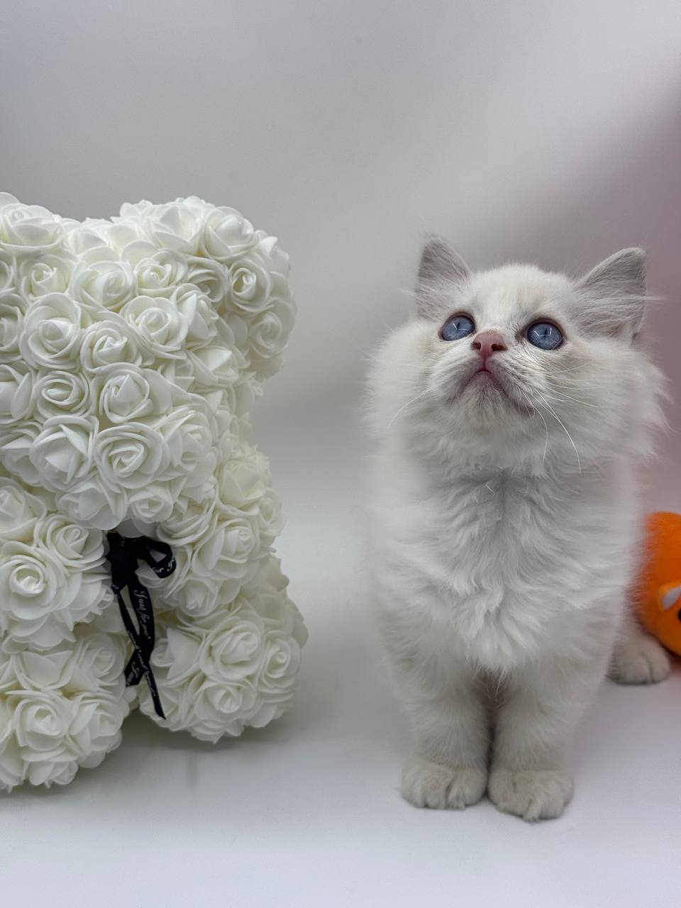 Snow ragdoll male 2 months old