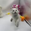 Snow ragdoll male 2 months old