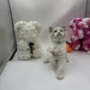 Sara ragdoll female 2 months old