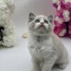 Sara ragdoll female 2 months old