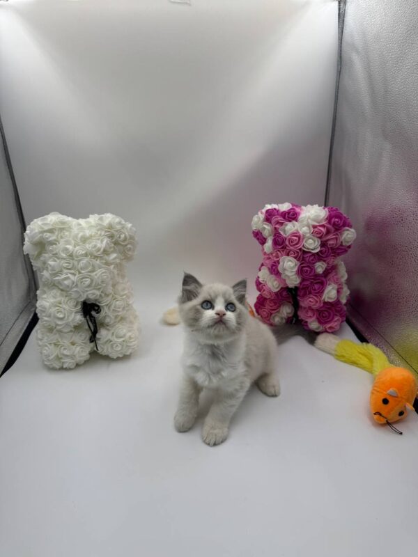 Sara ragdoll female 2 months old