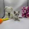 Bond - Ragdoll male 2 months old