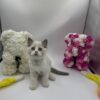 Bond - Ragdoll male 2 months old