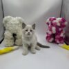 Bond - Ragdoll male 2 months old