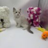 Bonya - Ragdoll female 2 months old