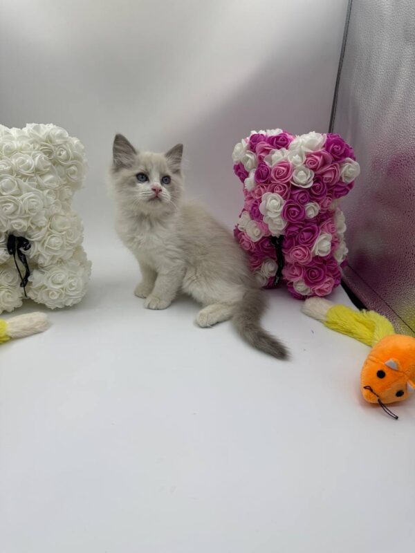 Bonya - Ragdoll female 2 months old