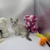 Bonya - Ragdoll female 2 months old