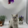 Bella Ragdoll female 2.5 months old