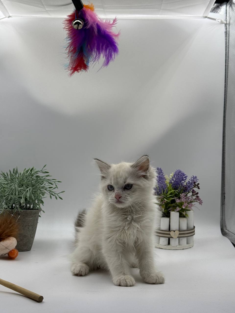 Bella Ragdoll female 2.5 months old