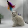 Bella Ragdoll female 2.5 months old