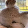 Blaze - Scottish Fold Lilac Blue 2.5 months old