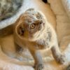 Blaze - Scottish Fold Lilac Blue 2.5 months old