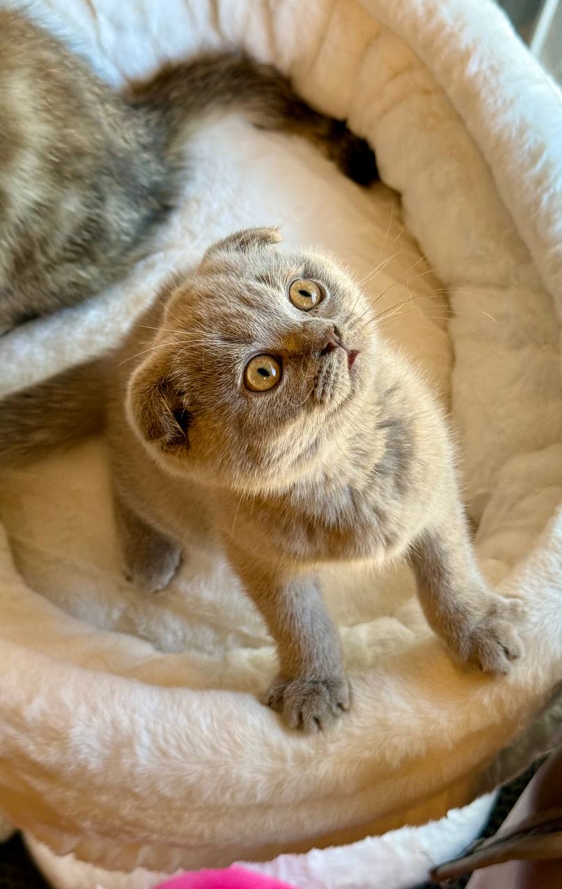 Blaze - Scottish Fold Lilac Blue 2.5 months old