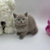 Oliver - British Shorthair Lilac Blue male 2 months old