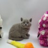 Charlie British shorthair lilac blue male 2 months old