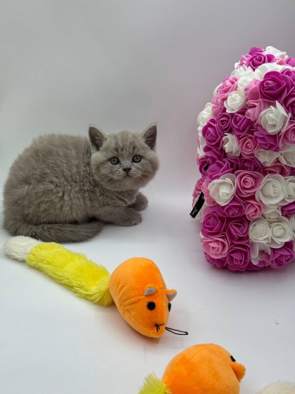 Charlie British shorthair lilac blue male 2 months old