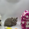 Charlie British shorthair lilac blue male 2 months old