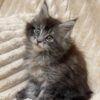 Sara - Maine Coon Tabby female 2 months old