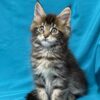 Sisi Maine coon tabby female 2 months old