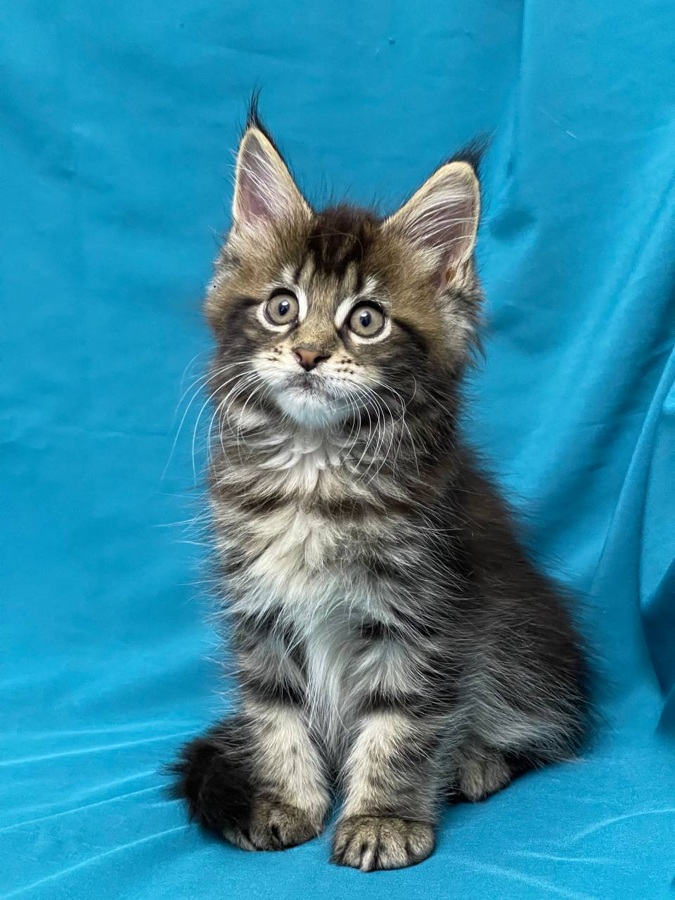 Sisi Maine coon tabby female 2 months old