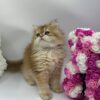 British Longhair Kitten Dior