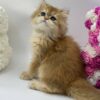 British Longhair Kitten Dior