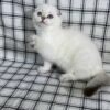 Alan Scottish fold white point with blue eyes male 2,5 months old