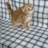 Bruno - Scottish Fold Gold Male 2 month old