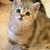 Leon – British Shorthair Gold Marble 2.5 months old male