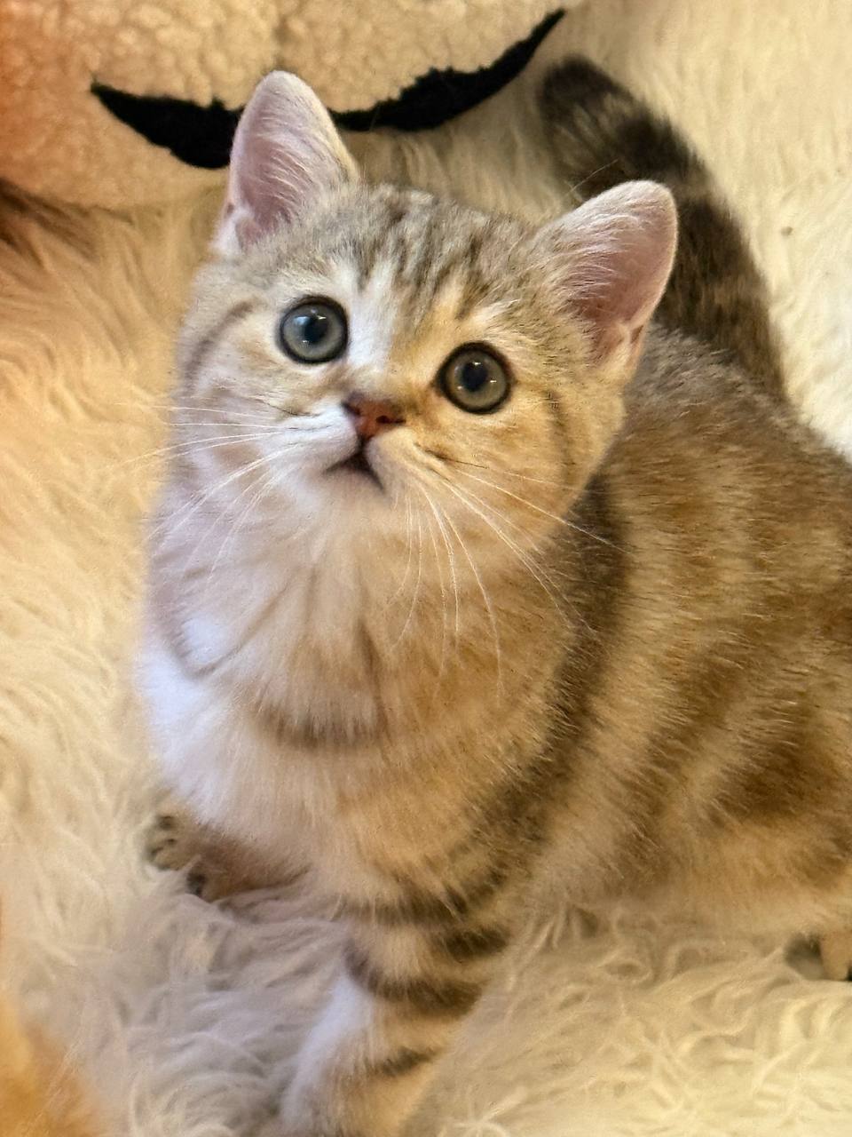 Leon – British Shorthair Gold Marble 2.5 months old male