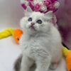 Snow ragdoll male 2 months old