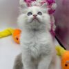 Snow ragdoll male 2 months old