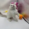 Snow ragdoll male 2 months old