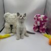 Bond - Ragdoll male 2 months old